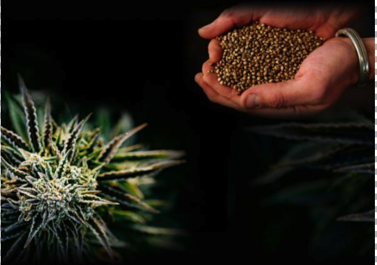 Sourcing quality genetics with a US based independent cannabis breeder, cannabis seed market
