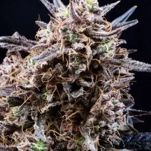 Banjerine Auto - Seed Pack