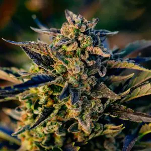 Berry Gas Mask CBD Auto - Seed Pack