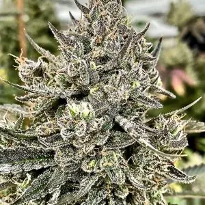 Cheetah the Hut - Seed Pack