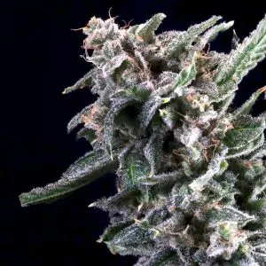 Cherry Lime Reserve - Seed Pack