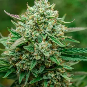 Froot by the Foot Auto - Seed Pack