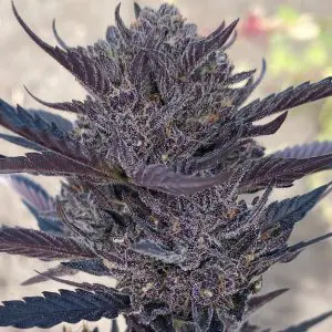 GMO 8 Auto - Seed Pack