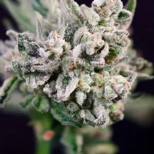 GMO Bomb - Seed Pack