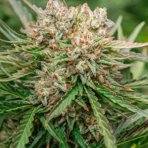 GMO OG Auto - Seed Pack