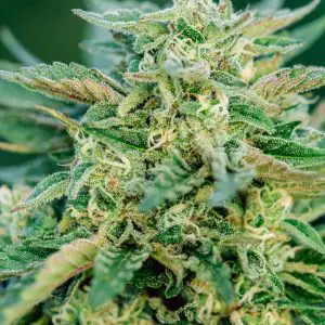 Grease Gun Auto - Seed Pack