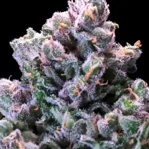 Huckleberry Pie - Seed Pack