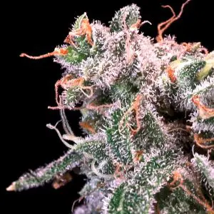 Kombucha Cream - Seed Pack