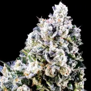 Laundry Shaman - Seed Pack