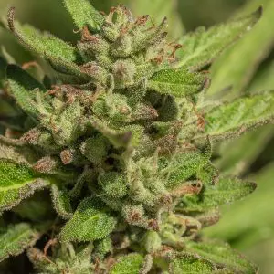 Mendo Breath - Seed Pack