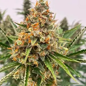 Mendo Butter - Seed Pack