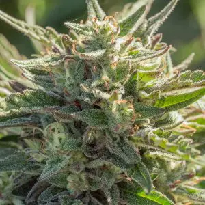 Mythic Cheetah - Seed Pack