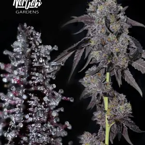 Sherbanger #22 Cutting