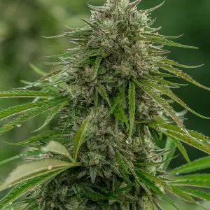 Papaya Candy - Seed Pack