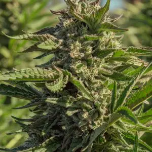 Peanut Butter Souffle - Seed Pack