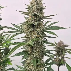 Space Panda - Seed Pack