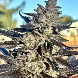 Super Sour Runtz - Seed Pack