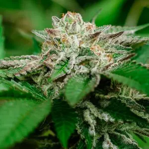 Cosmic Crashers - Seed Pack