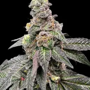 Banana Nut Bread - Seed Pack