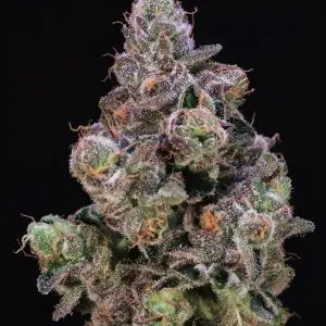 Blueberry Swirl - Seed Pack