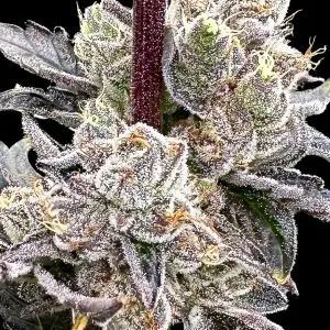 Dry Erase Marker - Seed Pack