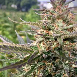 Berry Gas Mask CBD - Seed Pack