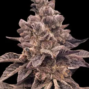 Gorilla Apple Candy - Seed Pack