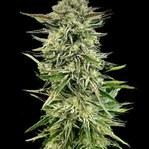 Gorilla Guava - Seed Pack