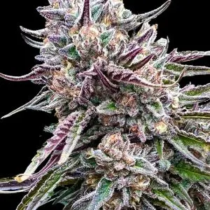 Orangutangie - Seed Pack