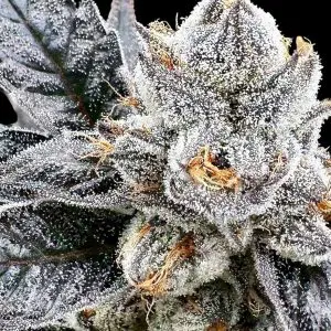 Platinum LCG - Seed Pack