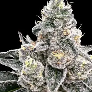 Platinum Runtz - Seed Pack