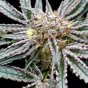 Platinum Zoap - Seed Pack