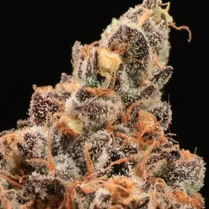 The Pandalorian - Seed Pack