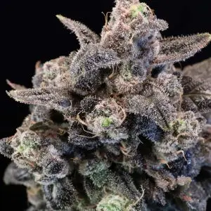 Unicorn Glitter - Seed Pack