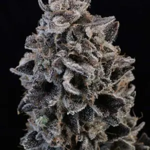 White Widow Auto - Seed Pack