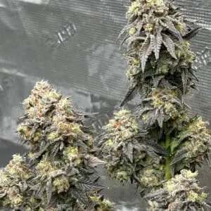 Apple Fritter #19 | Photo Fem | Atlas R&D Line | 5 pack