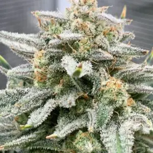 Apple Fritter Auto | Autoflower Fem | Atlas R&D Line | 5 pack