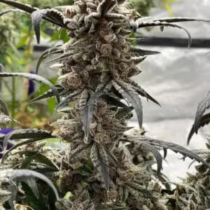 Apple Gas Breath | Photo Fem | Atlas R&D Line | 5 pack