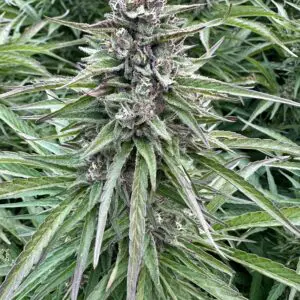 Apples and Bananas | Photo Fem | Atlas R&D Line | 5 pack