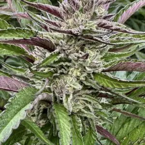 Banana Breath | Photo Fem | Atlas R&D Line | 5 pack