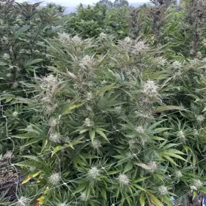 Banana Cookie Kush | Photo Fem | Atlas R&D Line | 5 pack