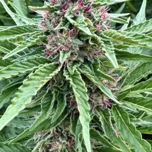 Banana Kush s1 | Photo Fem | Atlas R&D Line | 5 pack