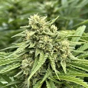 Banana Papaya (Fast Finishing) | Photo Fem | Atlas R&D Line | 5 pack