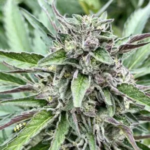 Banana Pie | Photo Fem | Atlas R&D Line | 5 pack