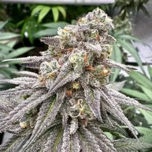 Biscotti | Photo Fem | Atlas R&D Line | 5 pack