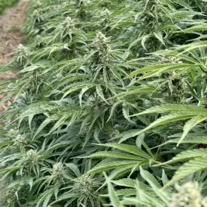 Biscotti Auto | Autoflower Fem | Atlas R&D Line | 5 pack