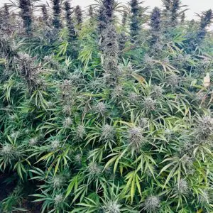 Blue Dream (Fast Finishing) | Photo Fem | Atlas R&D Line | 5 pack