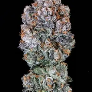 Blueberry McMuffin | Photo Fem | Atlas R&D Line | 5 pack
