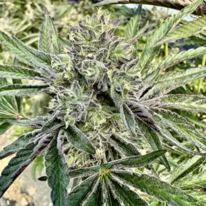 Blueberry McMuffin Auto | Autoflower Fem | Atlas R&D Line | 5 pack