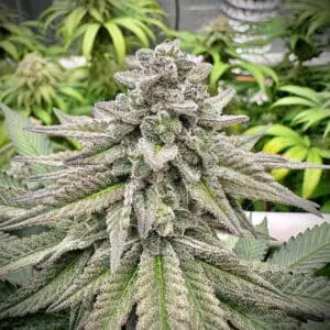 Bruce Banner | Photo Fem | Atlas R&D Line | 5 pack